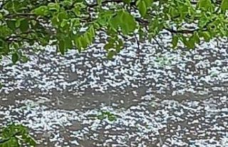 Doğanşehir’de dolu yağışı kayısıya zarar...