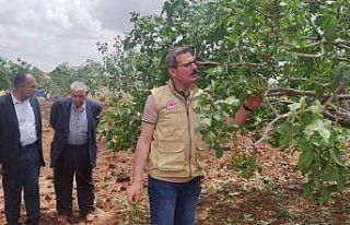 Dolunun vurduğu tarım arazilerinde hasar tespiti...