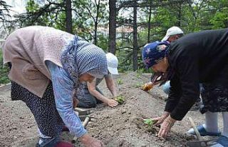 Domates fideleri Gönül Köşkü Huzurevi’ne dikildi