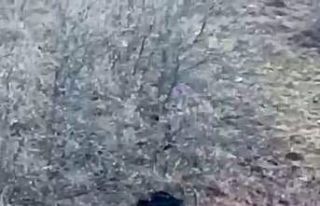 Domuz ile köpekler arasında amansız mücadele