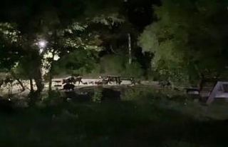 Domuz sürüsü tabiat parkına indi