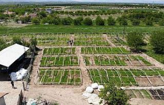 Don vuran kayısıların yerine üreticiler sebze...