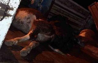 DSİ kanalına düşen 7 hayvandan 4’ü telef oldu