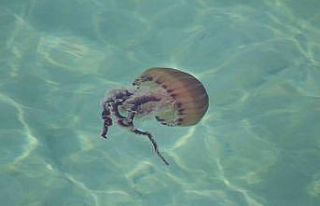 Dünyanın en zehirli türlerinden biri bu seferde...