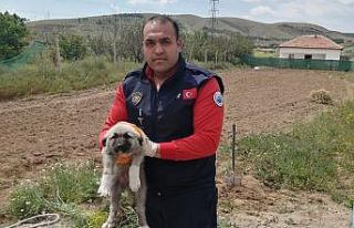 Düştüğü çukurda sıkışan yavru köpeği itfaiye...