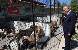 Düzce’de 15 günde 5 köpek sahiplendirildi