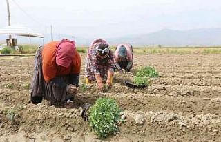 Efeler Belediyesi’nin tarım ürünlerini çeşitleniyor