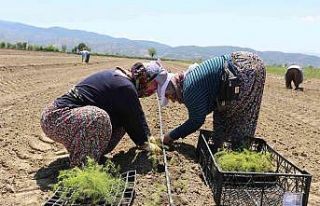Efeler’in yetiştirdiği tarım ürünlerine Kuşkonmaz...