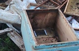 Elazığ’da ayılar arı kovanlarını parçaladı