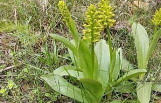 Elazığ’da biyoçeşitlilik izleme çalışmaları...