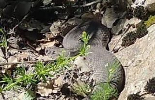 Elazığ’da dev yılan paniği