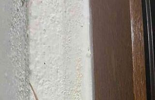 Elazığ’da ’et yiyen örümcek’ görüldü