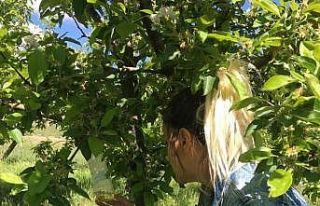 Elazığ’da kayısı ve elma entegre bahçeleri...