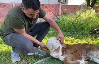 Elazığ’da yeni doğan buzağı şoke etti
