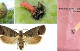 Elma iç kurdu için ilaçlama zamanı