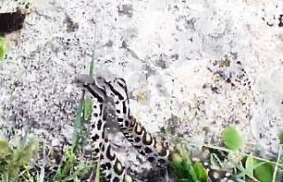 Endemik yılanların güç gösterisi kameraya yansıdı