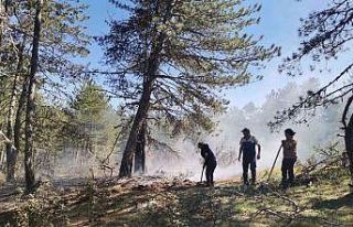 Erken müdahale orman yangınını önledi