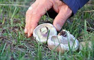 Erzincan’da mantar sezonu başladı