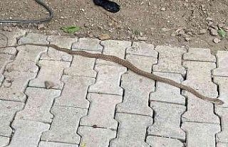 Eve giren yılanı itfaiye ekipleri çıkardı