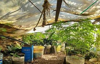 Evinde kenevir yetiştiren şüpheliye operasyon