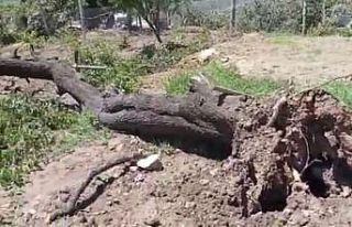 Fırtına, badem ağacını kökünden söktü