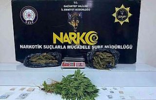 Gaziantep’te 3 kilo esrar ile 41 kök kenevir ele...
