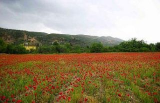 Gelincikler tarlaları süsledi