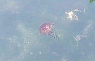 Gemilerin özel havuzlarında kıtaları değiştiriyorlar