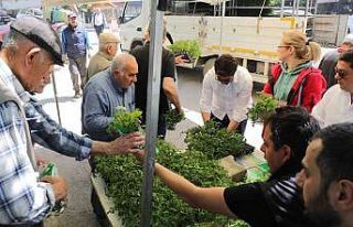 Gemlik’te ücretsiz fide dağıtımı başladı