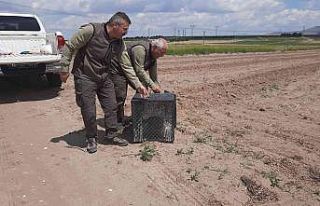 Girdiği kümeste mahsur kalan tilkiyi ekipler kurtardı