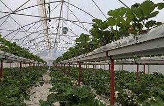 Giresun’da topraksız tarımda ilk çilek hasadı...