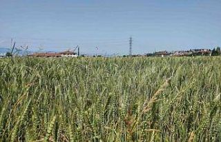 Gölcük’te buğday yetişiyor