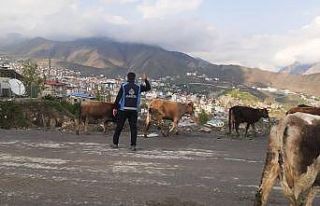 Hakkari’de başıboş hayvanlarla mücadele