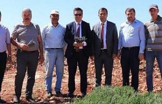 Halfeti dağları lavanta kokacak