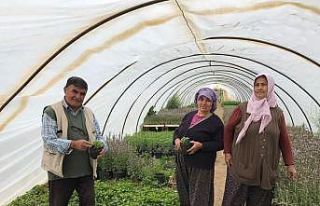Havalar ısındı, fideye talep arttı
