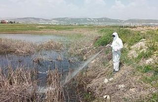 Havalar ısındı ilaçlama çalışmaları hız kazandı