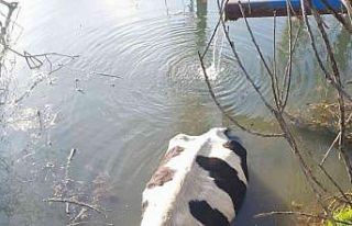 Havuza düşen ineği itfaiye kurtardı