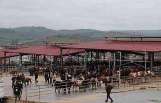 Havza Kapalı Canlı Hayvan Pazarı açıldı