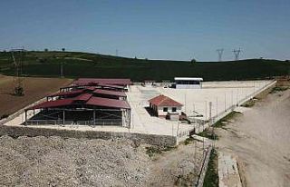 Havza Kapalı Canlı Hayvan Pazarı yarın hizmete...