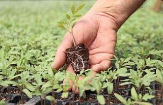 Her sezon milyonlarca fideyi toprakla buluşturuyor
