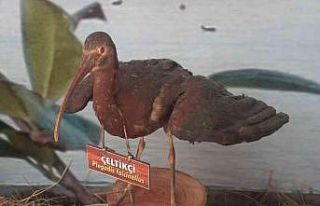 Hersek Lagününde kuş müzesi kurulacak