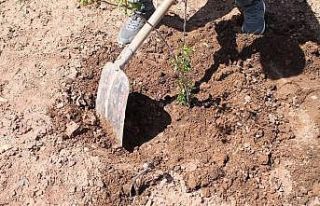"Hırsızlık" davasında 30 fidan dikme...