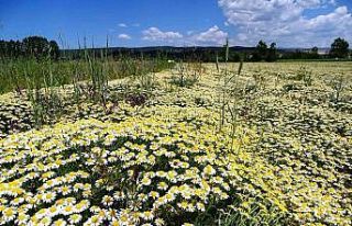Hisarcık’ta papatyalar tarlaları süsledi