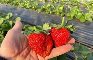 Hüyük’te ilk hasat çilekler tüketiciyle buluştu