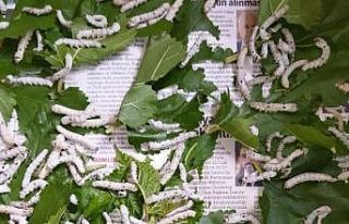 İpek böceğinin tanesi 5 lira