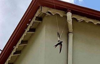 İpte asılı kalan ebabil kurtarıldı