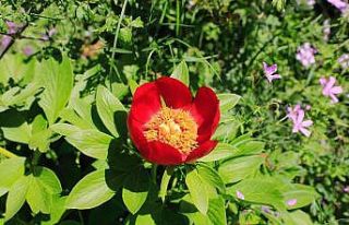 İstanbul’da nadir yetişen Şakayık çiçeğini...
