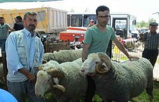 İvrindi’de 170 kiloluk koçlar ilgi odağı oldu