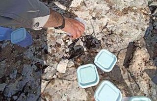 İzinsiz akrep toplayan şahıslara yüklü miktarda...