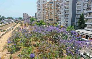 Jakaranda korulukları görsel şölen oluşturuyor